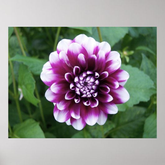 Paarse en Witte Dahlia Poster (Voorkant)