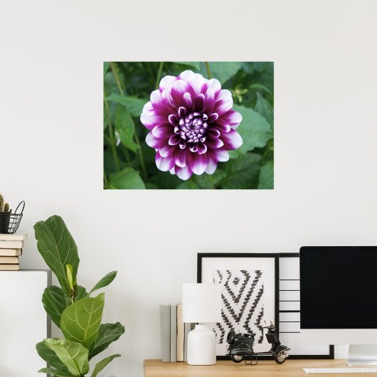 Paarse en Witte Dahlia Poster (Thuiskantoor)