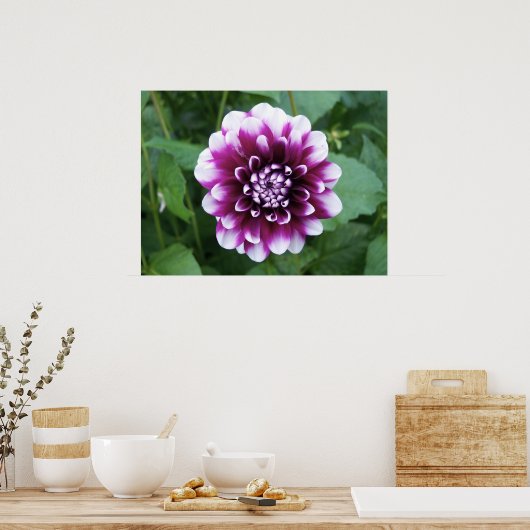 Paarse en Witte Dahlia Poster (Keuken)