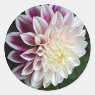 Paarse en witte dahlia sticker botanische bruiloft