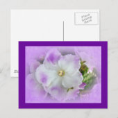 Paarse en witte Fancy Afrikaanse Violetten Briefkaart (Voorkant / Achterkant)