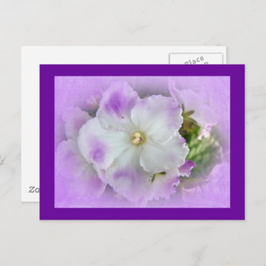 Paarse en witte Fancy Afrikaanse Violetten Briefkaart (Voorkant / Achterkant)