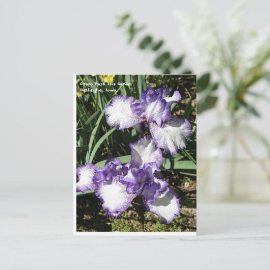 Paarse en witte gele Iris Briefkaart (Staand voorkant)