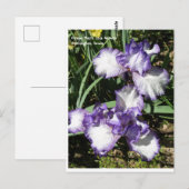 Paarse en witte gele Iris Briefkaart (Voorkant / Achterkant)