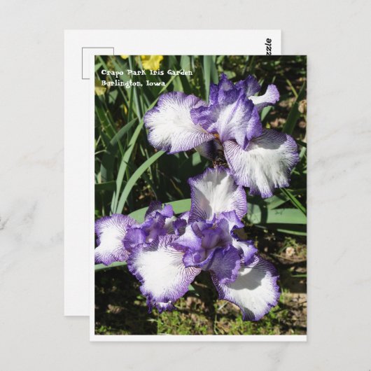 Paarse en witte gele Iris Briefkaart (Voorkant / Achterkant)