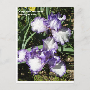 Paarse en witte gele Iris Briefkaart