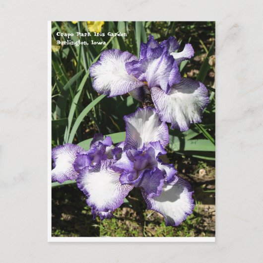 Paarse en witte gele Iris Briefkaart (Voorkant)