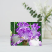 Paarse en witte Iris Briefkaart (Staand voorkant)