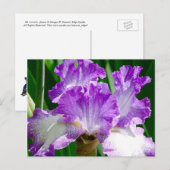Paarse en witte Iris Briefkaart (Voorkant / Achterkant)