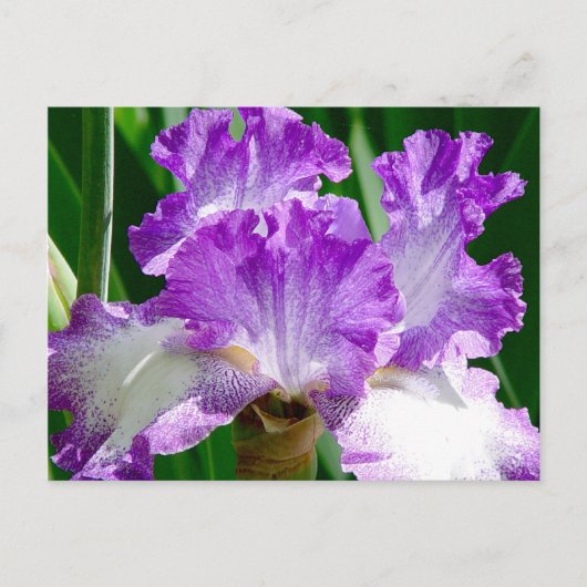 Paarse en witte Iris Briefkaart (Voorkant)