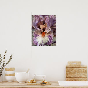 Paarse en Witte Iris met Oranje Baard Bloem Poster