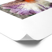 Paarse en Witte Iris met Oranje Baard Bloem Poster (Hoek)