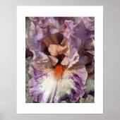 Paarse en Witte Iris met Oranje Baard Bloem Poster (Voorkant)