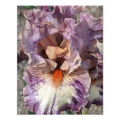 Paarse en witte iris met Oranje baardbloem Foto Afdruk (Voorkant)