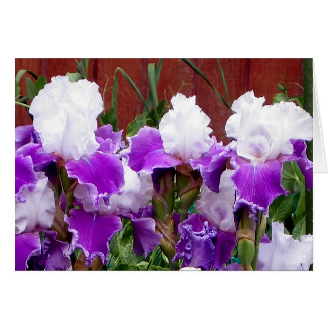 Paarse en witte Irises (Voorkant Horizontaal)