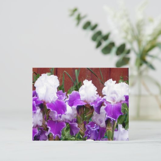 Paarse en witte Irises Briefkaart (Staand voorkant)