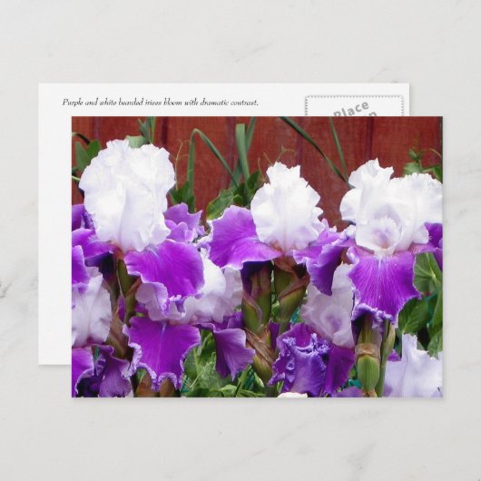 Paarse en witte Irises Briefkaart (Voorkant / Achterkant)