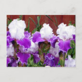 Paarse en witte Irises Briefkaart (Voorkant)