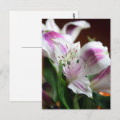 Paarse en witte Lily Flower Briefkaart (Voorkant / Achterkant)