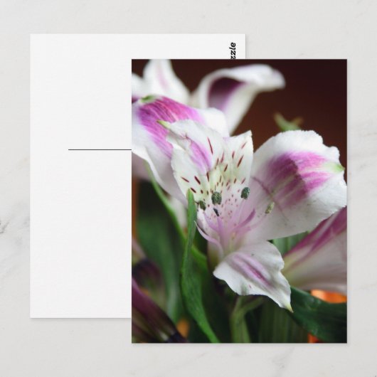 Paarse en witte Lily Flower Briefkaart (Voorkant / Achterkant)