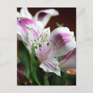 Paarse en witte Lily Flower Briefkaart