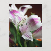 Paarse en witte Lily Flower Briefkaart (Voorkant)