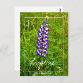 Paarse en witte lupine | Lupin | Lupinus Flower Briefkaart (Voorkant / Achterkant)