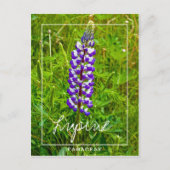 Paarse en witte lupine | Lupin | Lupinus Flower Briefkaart (Voorkant)