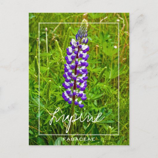 Paarse en witte lupine | Lupin | Lupinus Flower Briefkaart (Voorkant)
