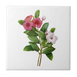 Paarse en witte maagdenpalm van Redoute Tegeltje