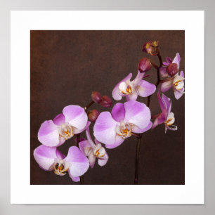 Paarse en Witte Orchidee Close-Up Foto Poster