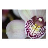 Paarse en witte orchidee foto afdruk (Voorkant)
