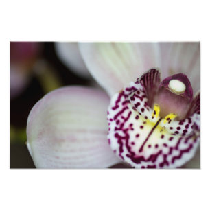 Paarse en witte orchidee foto afdruk