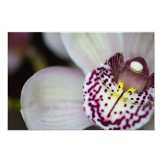 Paarse en witte orchidee foto afdruk