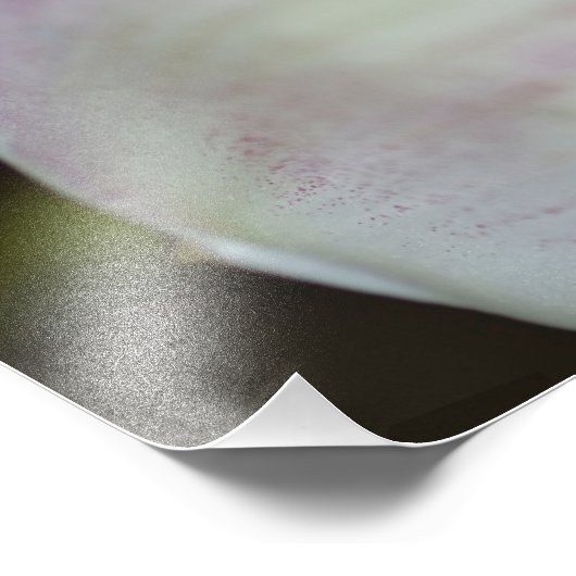 Paarse en witte orchidee foto afdruk (Hoek)