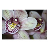 Paarse en witte orchidee foto afdruk (Voorkant)