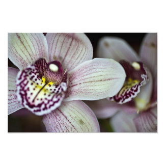 Paarse en witte orchidee foto afdruk