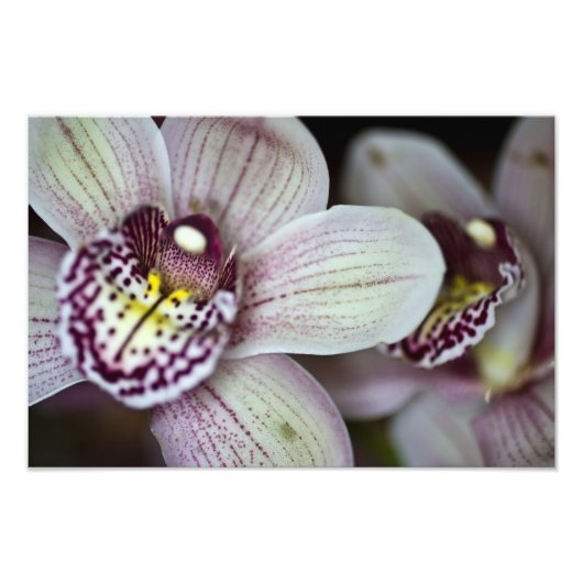 Paarse en witte orchidee foto afdruk (Voorkant)