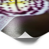 Paarse en witte orchidee foto afdruk (Hoek)