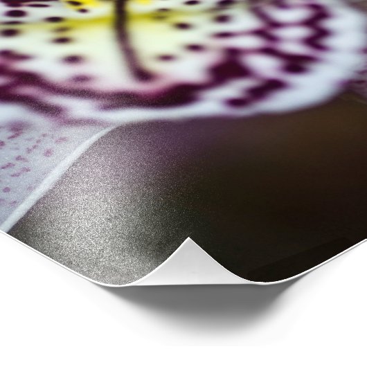 Paarse en witte orchidee foto afdruk (Hoek)