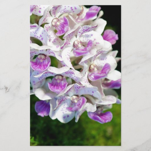 Paarse en witte orchideeën briefpapier (Voorkant)