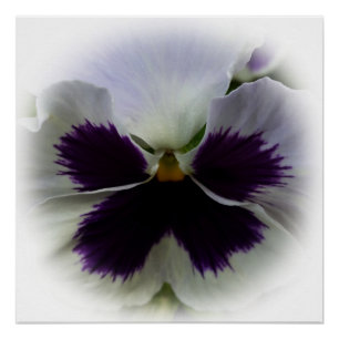 Paarse en witte paniek perfect poster