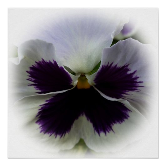 Paarse en witte paniek perfect poster (Voorkant)