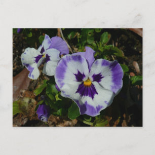 Paarse en witte pansieën, kleurrijke Floral Briefkaart