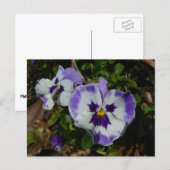 Paarse en witte pansieën, kleurrijke Floral Briefkaart (Voorkant / Achterkant)