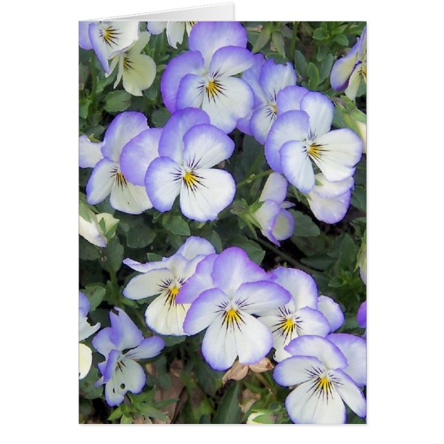 Paarse en witte Pansies (Voorkant)