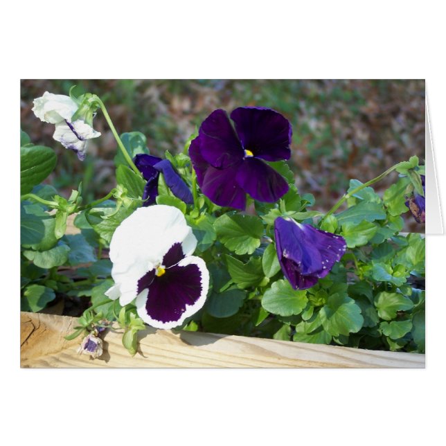 Paarse en witte Pansy (Voorkant Horizontaal)