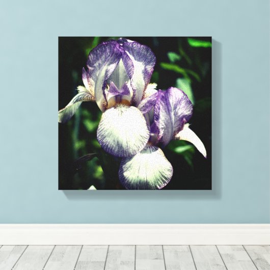 Paarse en witte reuzenpompoen canvas afdruk (Insitu (Houten vloer))