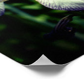 Paarse en witte reuzenpompoen poster (Hoek)