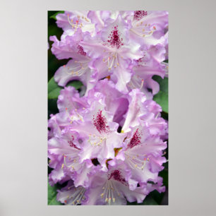 Paarse en witte rododendronbloemen poster